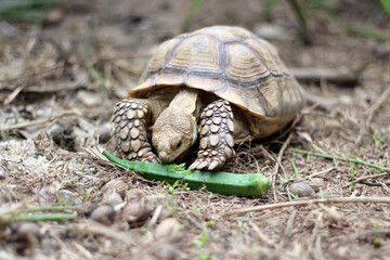 African Sulcata Tortoise Natural Habitat,Close up African spurred tortoise resting in the garden,...