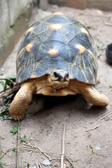 Portrait of radiated tortoise,The radiated tortoise eating flower ,Tortoise sunbathe on ground with his protective shell ,cute animal ,Astrochelys radiata ,The radiatedtortoise from Madagascar