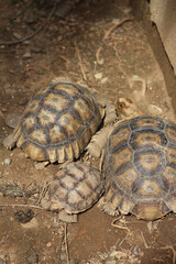 Obraz premium African Sulcata Tortoise Natural Habitat,Close up African spurred tortoise resting in the garden, Slow life ,Africa spurred tortoise sunbathe on ground with his protective shell ,Beautiful Tortoise 