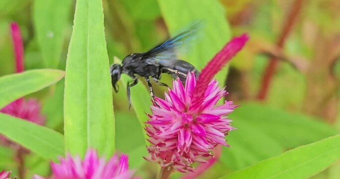 Wasp On Flwer