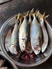 fresh from the sea, short mackerels from the Gulf of Thailand