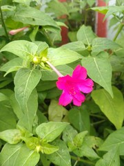 red and white flowers