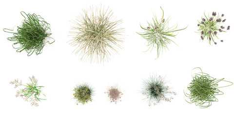 Natural white background with Stipa Arundinacea Sweet Grass Windy,Carex capillaris Atlas Alpenflora,Juncus balticus subsp,Ovina grass from top view - obrazy, fototapety, plakaty