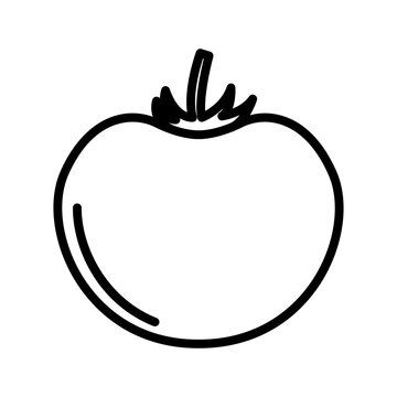 tomato line icon logo vector image