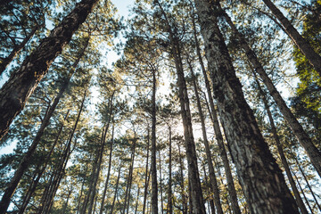 Obraz premium Light shines in the pine forest on a spring evening.