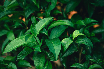 Fresh green tea leaf shoots in nature
