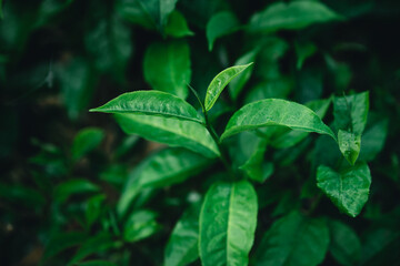 Fresh green tea leaf shoots in nature