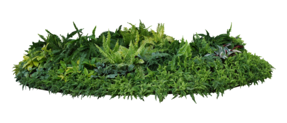 Green and variegated leaves of tropical foliage plants bush with various types of ferns, philodendron, Calathea peacock plant, and Ti plant. Tropical rainforest garden nature backdrop 