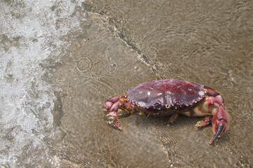 Crabby Walker: A Close-Up of a Crab on the Sand,Crustacean on the Coast,This picture draws attention to the crab's natural habitat and emphasizes its connection to the ocean