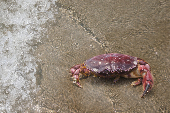 Crabby Walker: A Close-Up of a Crab on the Sand,Crustacean on the Coast,This picture draws attention to the crab's natural habitat and emphasizes its connection to the ocean