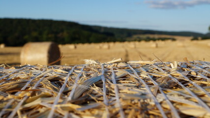 focusing on one modern sheaf of wheat standing in a field under the evening sun before sunset, or...