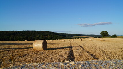 focusing on one modern sheaf of wheat standing in a field under the evening sun before sunset, or...
