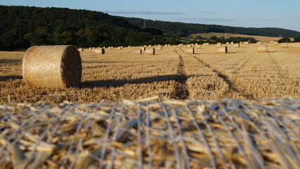 focusing on one modern sheaf of wheat standing in a field under the evening sun before sunset, or...