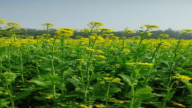 A field of yellow curative flowers as a background