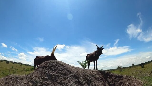 Ankole Cattle In Pasture Mountains During Sunny Day In Uganda, East Africa. Wide Shot