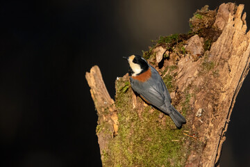 公園や庭に来る身近なかわいい小鳥、人気者のヤマガラ