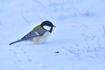 雪の上の公園や庭で見られる身近なかわいい小鳥シジュウカラ