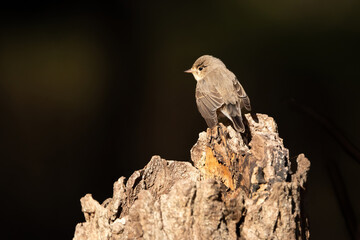 冬に都市公園や雑木林で見られる渡り鳥、珍しいニシオジロビタキ