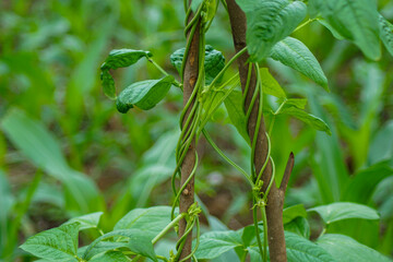 long bean plants that climb on woody stems
