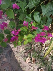 pink flowers in a garden