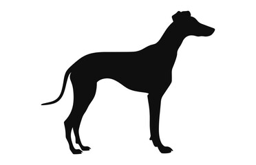 Greyhound Dog vector black Silhouette isolated on a white background