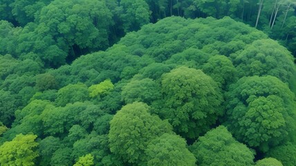 green forest in the morning Landscapes Through the Lens of Aerial Photography