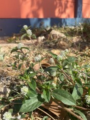 ดอกไม้สีขาว