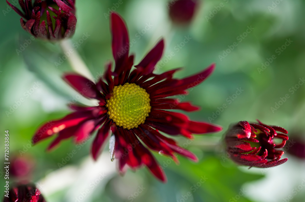 Canvas Prints detail of the red flower of the daisy plant.