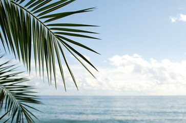Close-up of a palm branch against the sea
