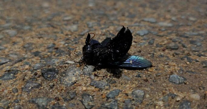 Macro view of predators ants colony while eating dead Carpenter bee insect, animal wildlife nature 4k