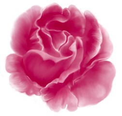 A blossom dark ruby rose with gradient of light pink, pink and dark pink petals without petals curled in isolated on white