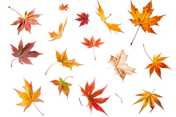 autumn leaves seamless pattern