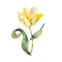 yellow tulip on a white background,tulip watercolor botanical illustration. Spring flower. beautiful yellow tulip.