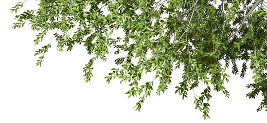 Isolated greenery tree branch foliage composition on top 3d illustration png © Krit