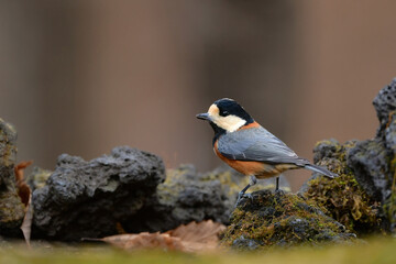 公園や庭で見られる身近なかわいい人気者、ヤマガラ