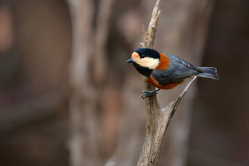 公園や庭で見られる身近なかわいい人気者、ヤマガラ