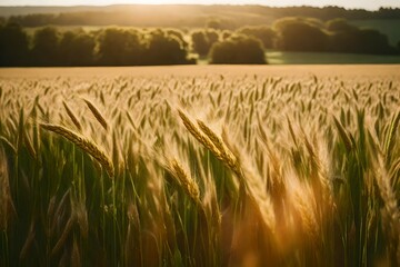 Immerse yourself in the picturesque beauty of a vast wheat field, the green ears standing tall and proud. Perfect lighting accentuates the super realistic details