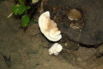 Rosy conk (Fomitopsis cajanderi) growing on a dead wood : (pix Sanjiv Shukla) - obrazy, fototapety, plakaty
