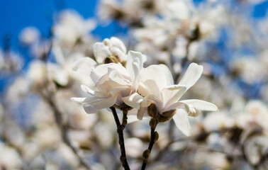 a pair of white flowers in love on beautiful spring days