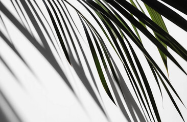 Obraz premium Stylish background for presentations. Palm leaf on a white surface with shadow. Illustration. Generative AI