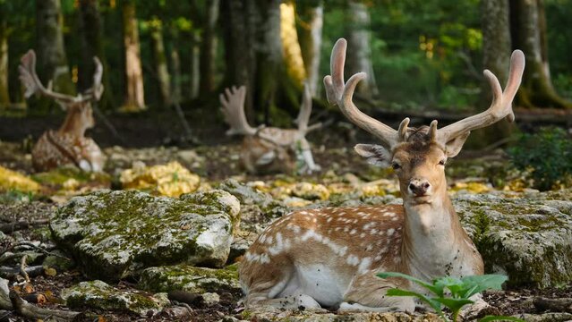 Fallow deer herd in natural environment. Female and male. Deer Dama dama. Vision Park in Auberive region, France. Slow motion