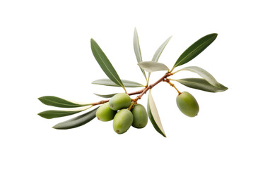 Adorn Your Table with the Beauty of Olives on White or PNG Transparent Background