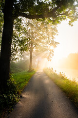 Naklejka premium This enchanting vertical image captures the essence of a mystical morning walk through the woods. A narrow path meanders away from the viewer, flanked by lush greenery and towering trees. The morning