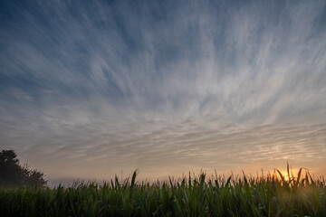 This image exudes the tranquil essence of dawn as the sun emerges over a field of lush green grass....