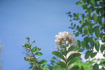 白いサルスベリ