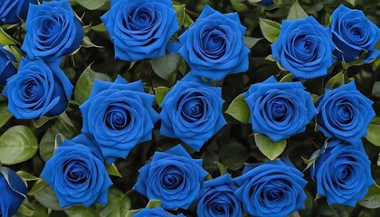 Blue roses bush background 
