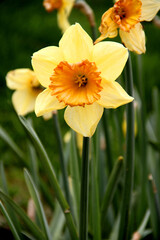 Beautiful big yellow daffodil in full bloom close-up against a blurred background in Emirgan Park in Istanbul, Turkey