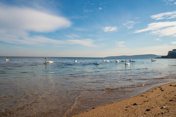 serene feast: swans in the sea