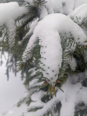 Winter landscape. Snowfall. The snow covered the evergreen clothes of Christmas trees and pines. Branches under the snow. Winter season. New Year's mood