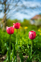 nice tulips in the garden